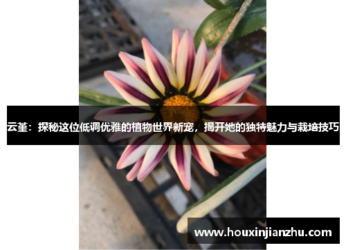 云堇：探秘这位低调优雅的植物世界新宠，揭开她的独特魅力与栽培技巧